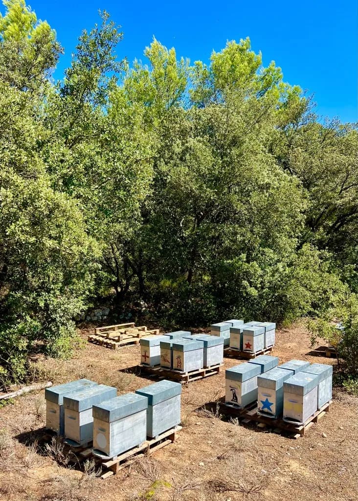 Ruchers des Richet — ruches disposées en plein air, entourées d'arbres en Provence